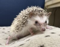 ハリネズミ(カナダ産:パイド♂ )超懐っこいです♪の画像4