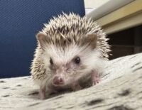 ハリネズミ(カナダ産:パイド♂ )超懐っこいです♪の画像2