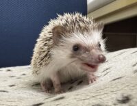 ハリネズミ(カナダ産:パイド♂ )超懐っこいです♪の画像7