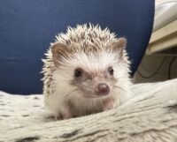 ハリネズミ(カナダ産:パイド♂ )超懐っこいです♪の画像1