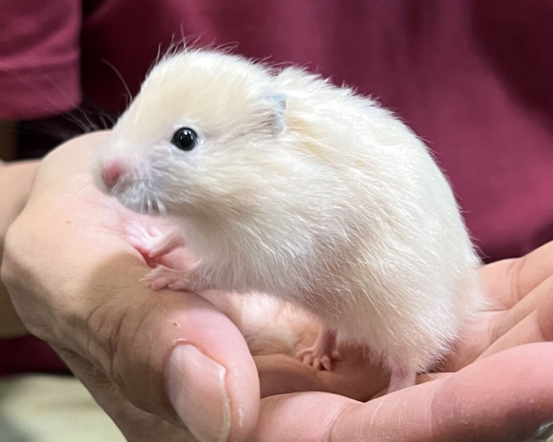 超可愛い ゴールデンハムスターベビー キンクマサテンロング