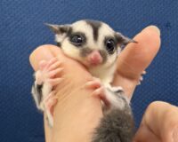 フクロモモンガの画像8