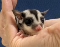 フクロモモンガの画像6