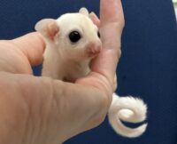 フクロモモンガの画像7