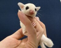 フクロモモンガの画像5