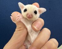フクロモモンガの画像1