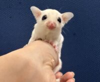 フクロモモンガの画像3