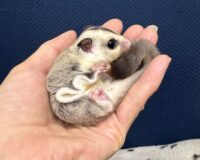 フクロモモンガの画像10