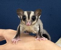 フクロモモンガの画像4
