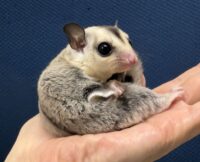 フクロモモンガの画像4