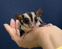 フクロモモンガの画像6