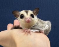 フクロモモンガの画像2