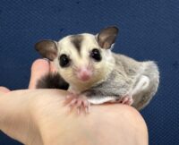 フクロモモンガの画像1