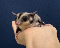 フクロモモンガの画像9