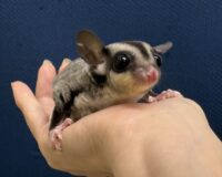 フクロモモンガの画像2
