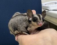 フクロモモンガの画像5