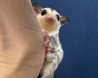 フクロモモンガの画像5