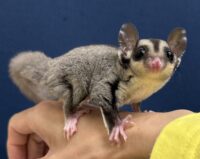 フクロモモンガの画像1