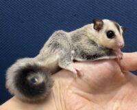 フクロモモンガの画像6