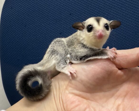 フクロモモンガのメイン画像