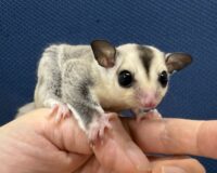 フクロモモンガの画像7