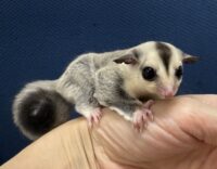 フクロモモンガの画像8