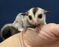 フクロモモンガの画像9