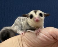 フクロモモンガの画像3