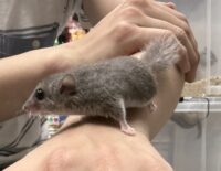 アフリカヤマネの画像7