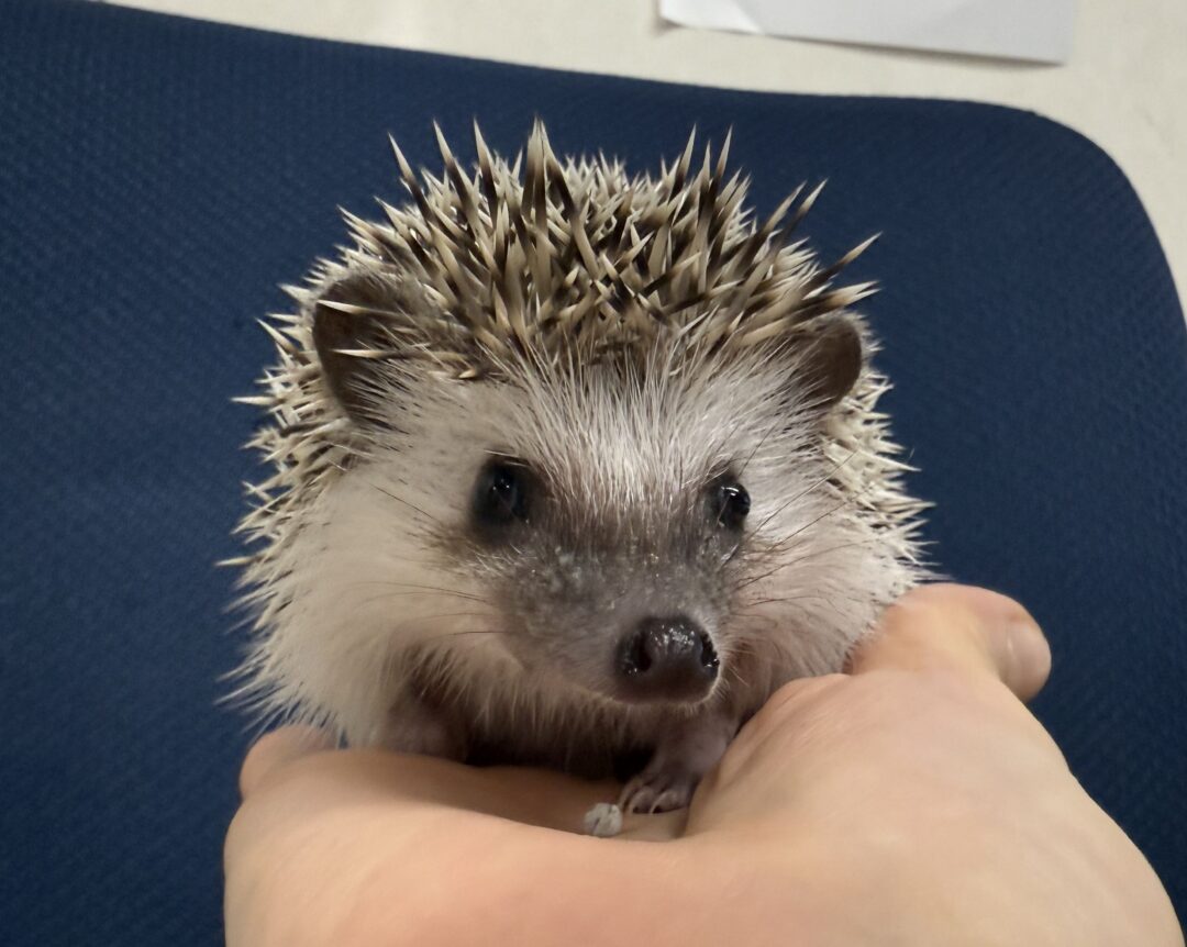 ハリネズミ（当店産ベビー：パイド♀）のメイン画像
