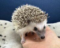 ハリネズミ（当店産ベビー：パイド♀）の画像7