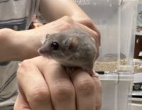 アフリカヤマネの画像2