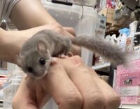 アフリカヤマネの画像3