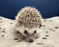 ハリネズミ（当店産ベビー：パイド♀）の画像2