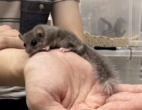 アフリカヤマネの画像1