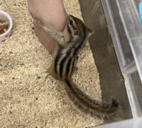 シマリス ♂(2025年春生まれの新生児)馴れてます♪の画像3
