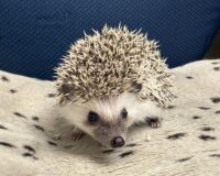 ハリネズミ（当店産ベビー：パイド♀）の画像1