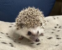 ハリネズミ（当店産ベビー：パイド♀）の画像5