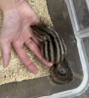 シマリス ♂(2025年春生まれの新生児)馴れてます♪の画像7