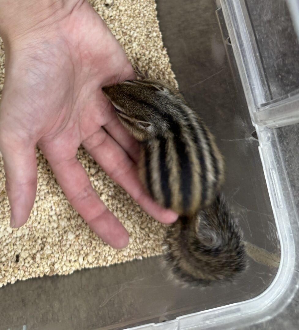 シマリス ♂（2025年春生まれの新生児）馴れてます♪ | ピュア