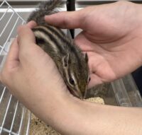 シマリス ♂(2025年春生まれの新生児)馴れてます♪の画像1
