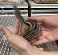 シマリス ♂(2025年春生まれの新生児)馴れてます♪の画像6