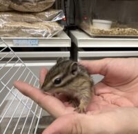 シマリス ♂(2025年春生まれの新生児)馴れてます♪の画像4