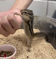 シマリス ♂(2025年春生まれの新生児)馴れてます♪の画像2