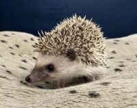 ハリネズミ（当店産ベビー：パイド♀）の画像4