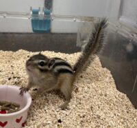 シマリス ♂(2025年春生まれの新生児)馴れてます♪の画像8