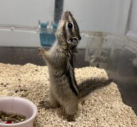 シマリス ♂(2025年春生まれの新生児)馴れてます♪の画像5