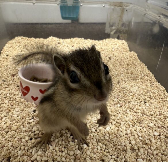 シマリス ♂（2025年春生まれの新生児）馴れてます♪のメイン画像
