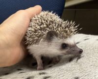 ハリネズミ（当店産ベビー：パイド♀）の画像6