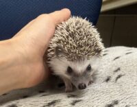 ハリネズミ（当店産ベビー：パイド♀）の画像3